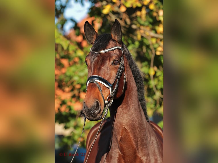 Westfalisk häst Sto 9 år 176 cm Mörkbrun in Ibbenbüren