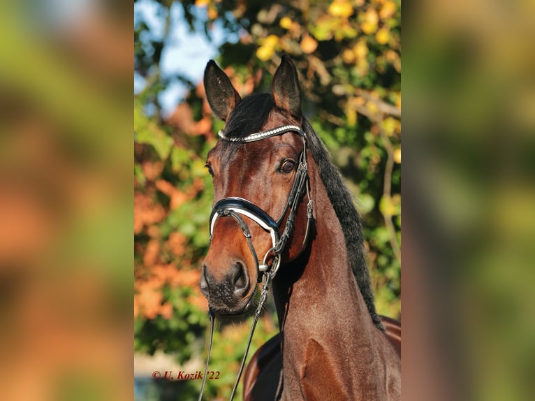 Westfalisk häst Sto 9 år 176 cm Mörkbrun in Ibbenbüren
