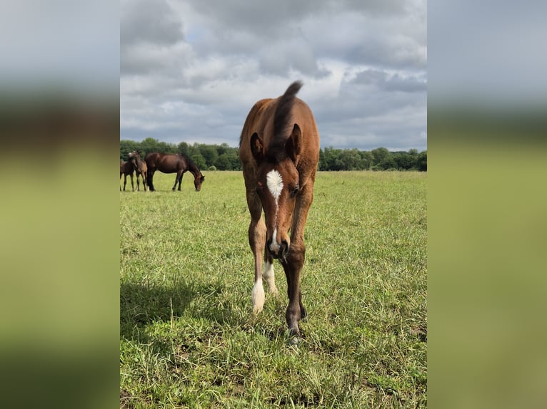 Westfalisk häst Sto Föl (04/2024) 170 cm Mörkbrun in Köthen