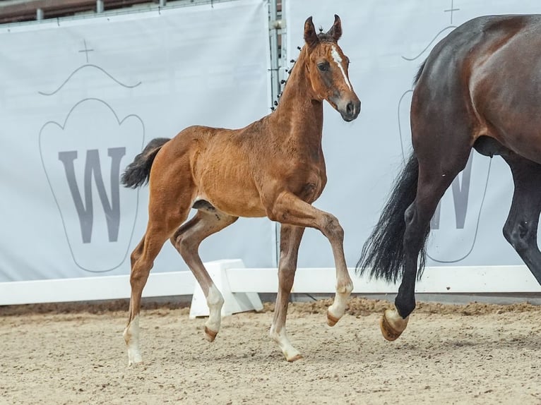 Westfalisk häst Sto Föl (05/2024) Brun in Harsewinkel