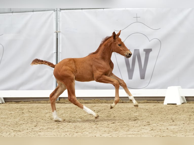 Westfalisk häst Sto Föl (02/2024) fux in Werne