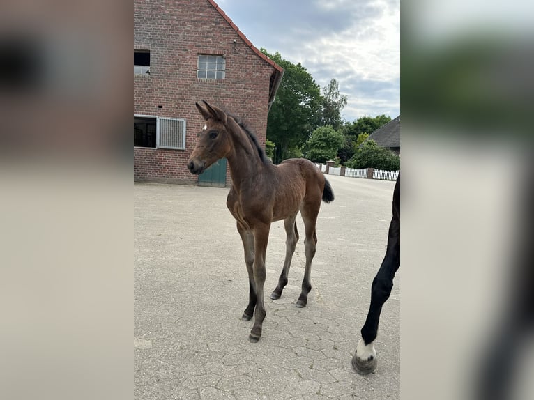 Westfalisk häst Sto Föl (05/2024) Mörkbrun in Rees