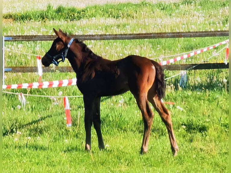 Westfalisk häst Sto Föl (04/2024) Mörkbrun in Frankenberg (Eder)
