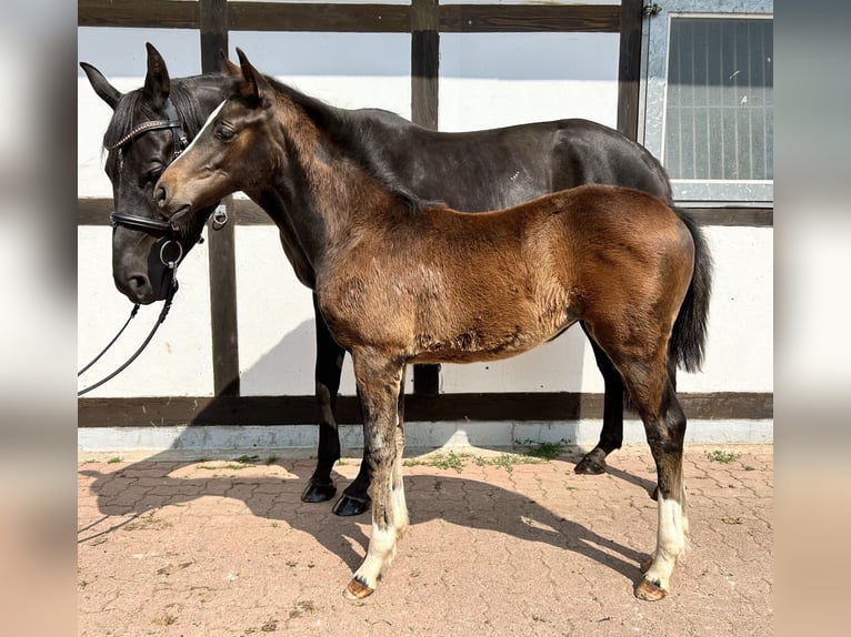 Westfalisk häst Sto Föl (03/2024) Rökfärgad svart in Hameln
