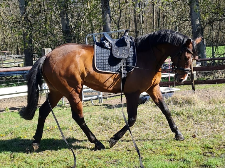 Westfalisk häst Valack 10 år 163 cm Brun in Neuss