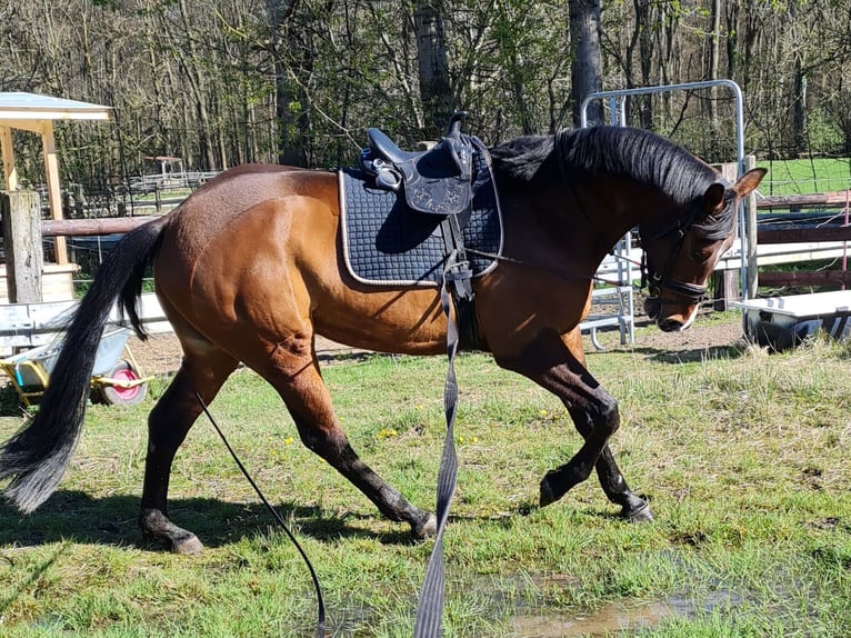Westfalisk häst Valack 10 år 163 cm Brun in Neuss