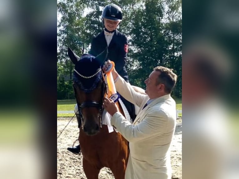 Westfalisk häst Valack 10 år 169 cm Brun in Gleichen