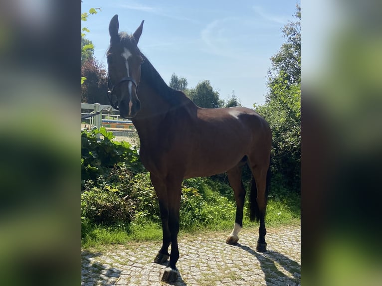 Westfalisk häst Valack 10 år 169 cm Brun in Brakel