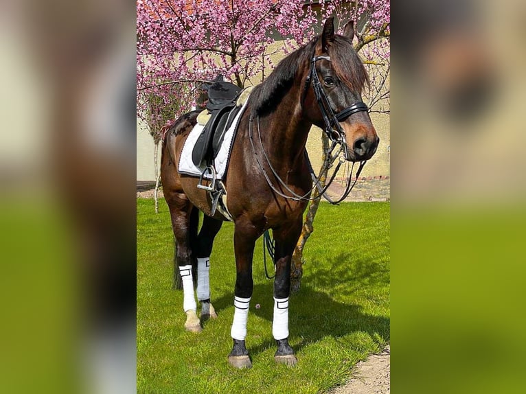 Westfalisk häst Valack 10 år 169 cm Mörkbrun in Ketzin