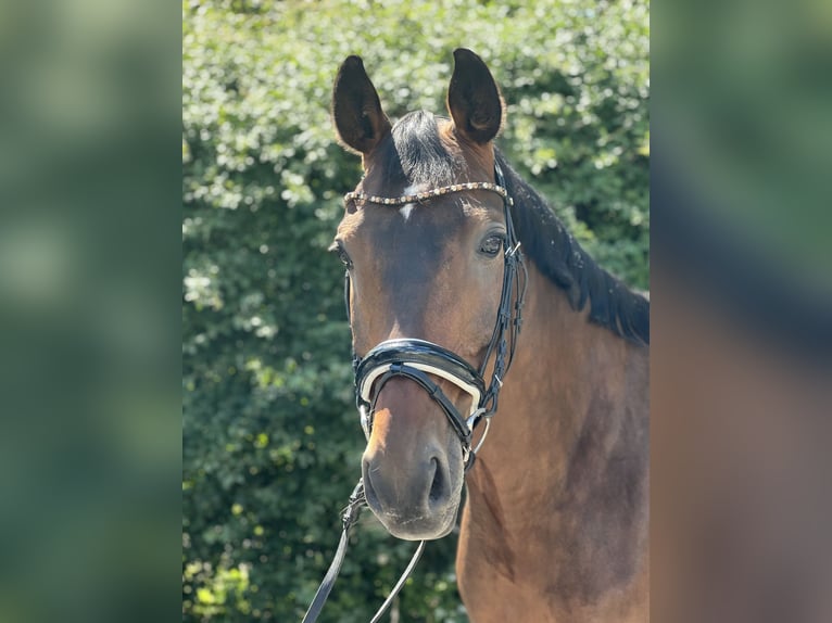 Westfalisk häst Valack 10 år 169 cm Mörkbrun in Rendsburg