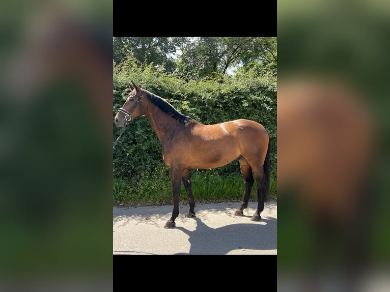 Westfalisk häst Valack 10 år 169 cm Mörkbrun in Rendsburg