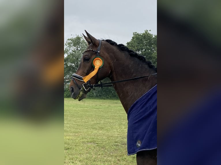 Westfalisk häst Valack 10 år 169 cm Mörkbrun in Rendsburg