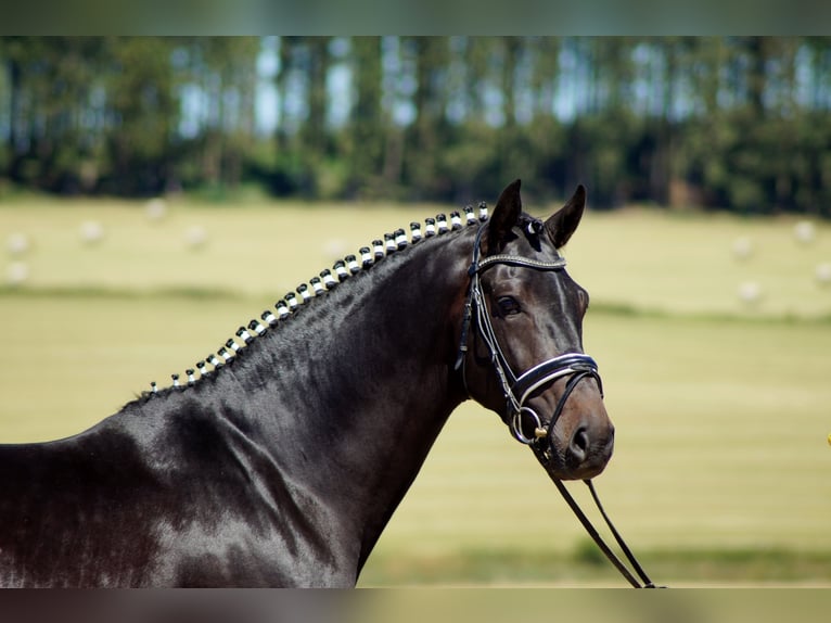 Westfalisk häst Valack 10 år 170 cm Rökfärgad svart in Iserlohn