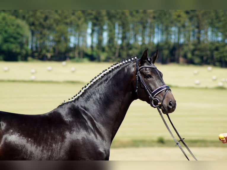 Westfalisk häst Valack 10 år 170 cm Rökfärgad svart in Iserlohn