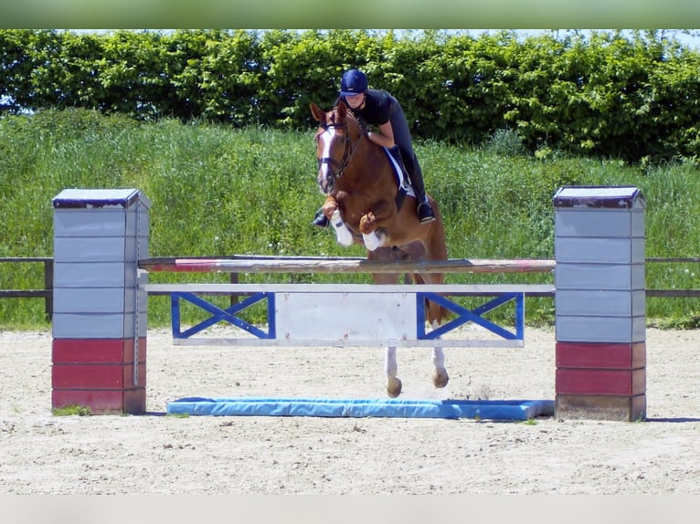 Westfalisk häst Valack 10 år 174 cm fux in Iserlohn