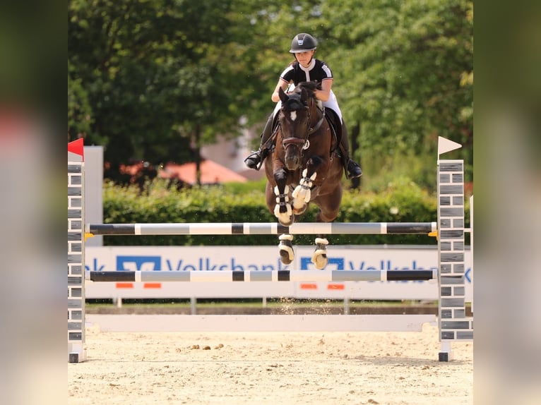 Westfalisk häst Valack 11 år 166 cm Svart in Neuried