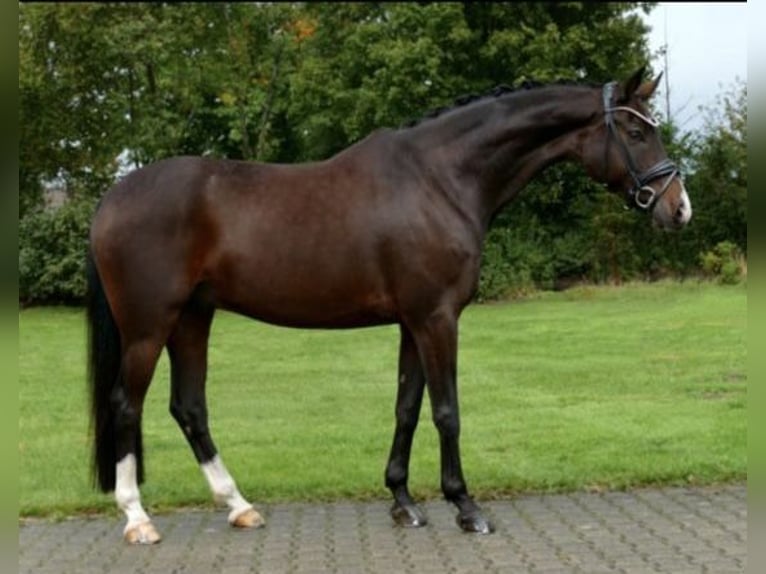 Westfalisk häst Valack 11 år 167 cm Mörkbrun in Bremen