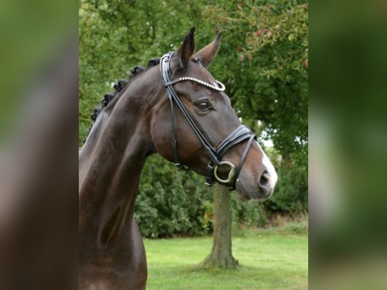 Westfalisk häst Valack 11 år 167 cm Mörkbrun in Bremen