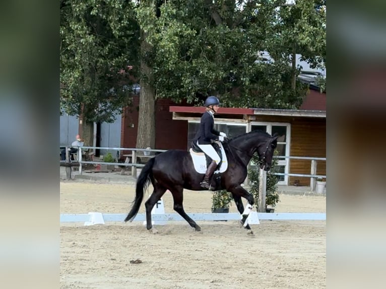 Westfalisk häst Valack 11 år 171 cm Rökfärgad svart in Rheine