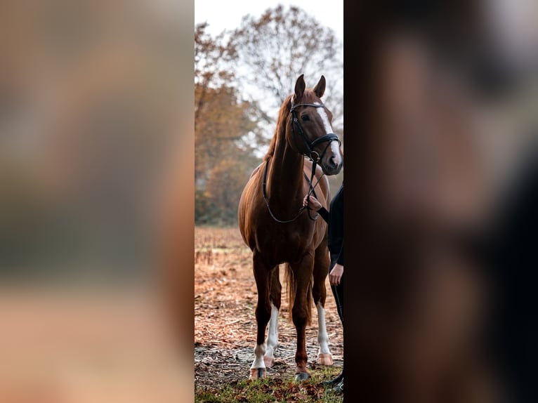 Westfalisk häst Valack 11 år 173 cm fux in Lünen