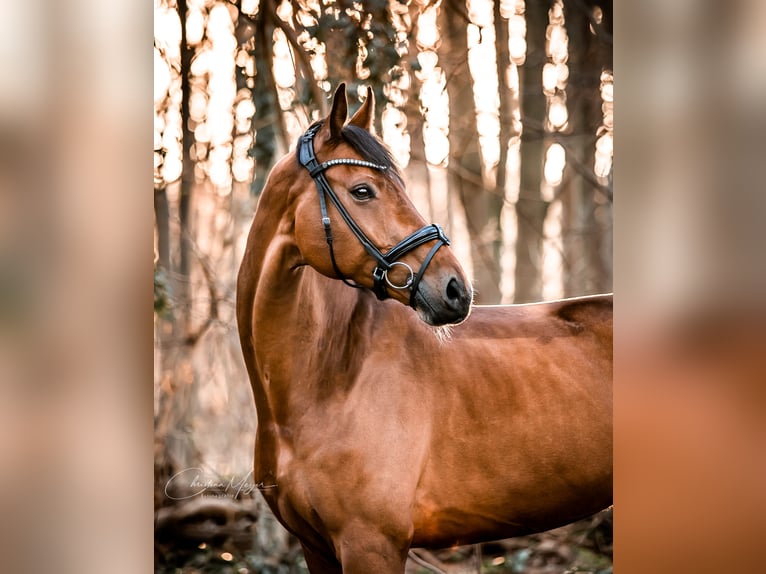 Westfalisk häst Valack 11 år 183 cm Brun in Köln