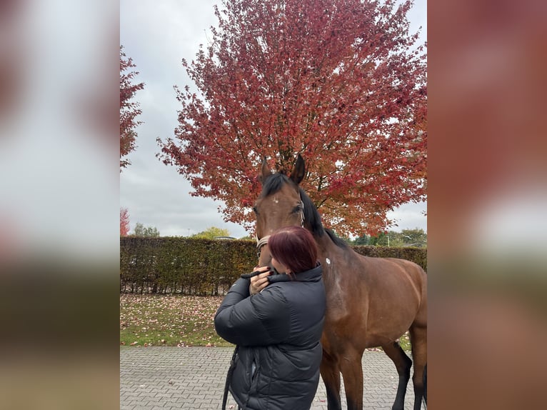 Westfalisk häst Valack 11 år 183 cm Brun in Köln