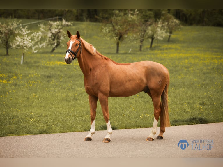 Westfalisk häst Valack 12 år 165 cm fux in Korntal-Münchingen
