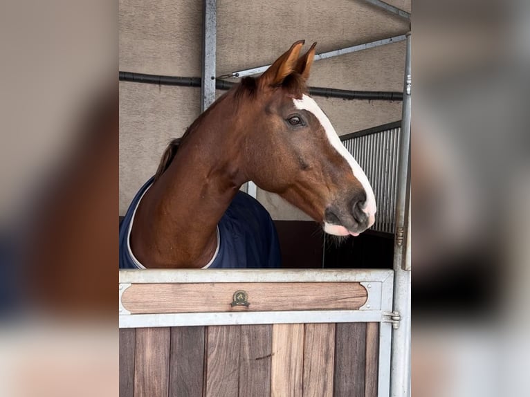 Westfalisk häst Valack 12 år 170 cm fux in Swisttal