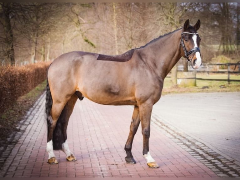 Westfalisk häst Valack 12 år 170 cm Mörkbrun in Hövelhof