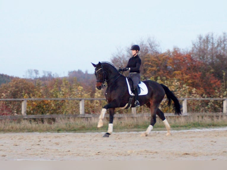 Westfalisk häst Valack 12 år 173 cm Mörkbrun in Iserlohn