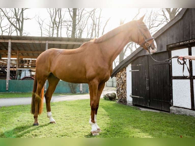 Westfalisk häst Valack 12 år 177 cm fux in Kerpen