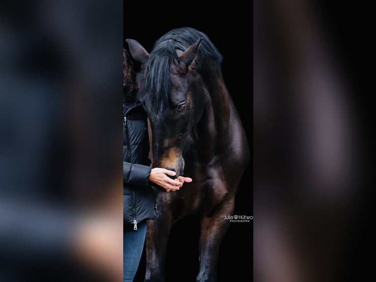 Westfalisk häst Valack 13 år 162 cm Mörkbrun in Dülmen