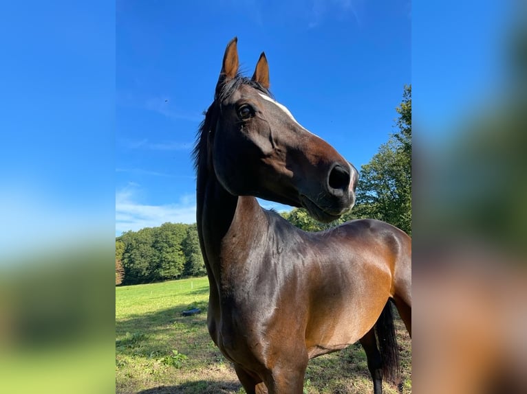 Westfalisk häst Valack 13 år 169 cm Mörkbrun in Alsfeld