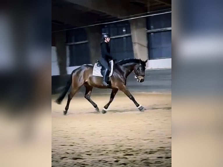 Westfalisk häst Valack 13 år 172 cm Mörkbrun in Essen