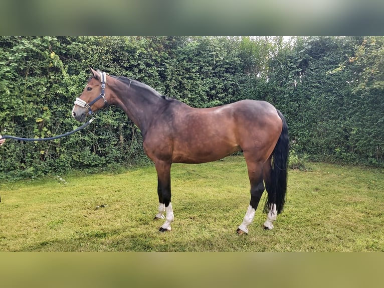 Westfalisk häst Valack 13 år 176 cm Brun in Iserlohn