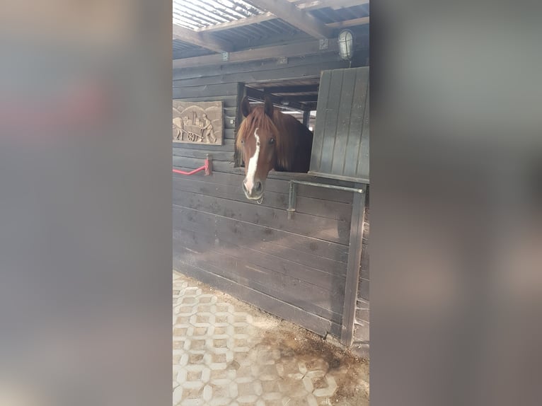 Westfalisk häst Blandning Valack 14 år 157 cm in Wetter (Ruhr)