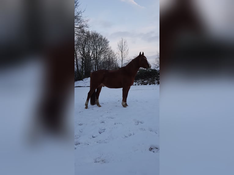 Westfalisk häst Blandning Valack 14 år 157 cm in Wetter (Ruhr)