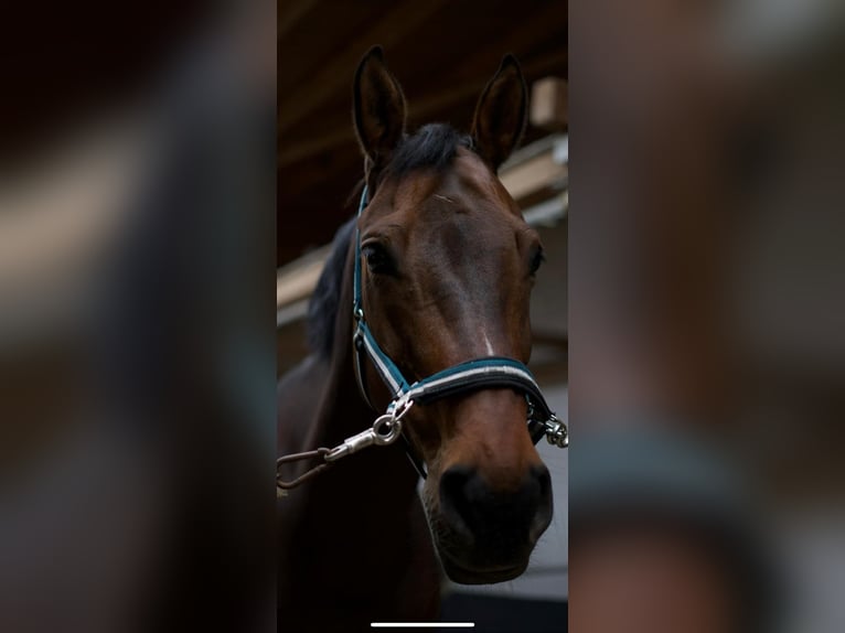 Westfalisk häst Valack 14 år 169 cm Brun in Germersheim