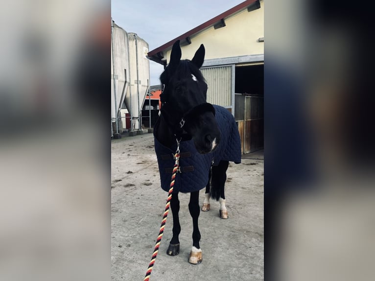 Westfalisk häst Valack 14 år 174 cm Svart in Guxhagen