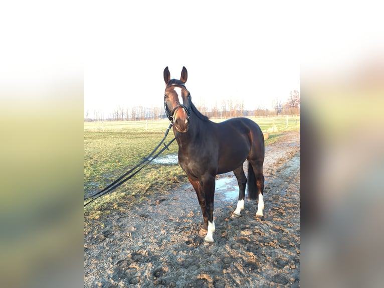 Westfalisk häst Valack 15 år 160 cm Mörkbrun in Stahnsdorf