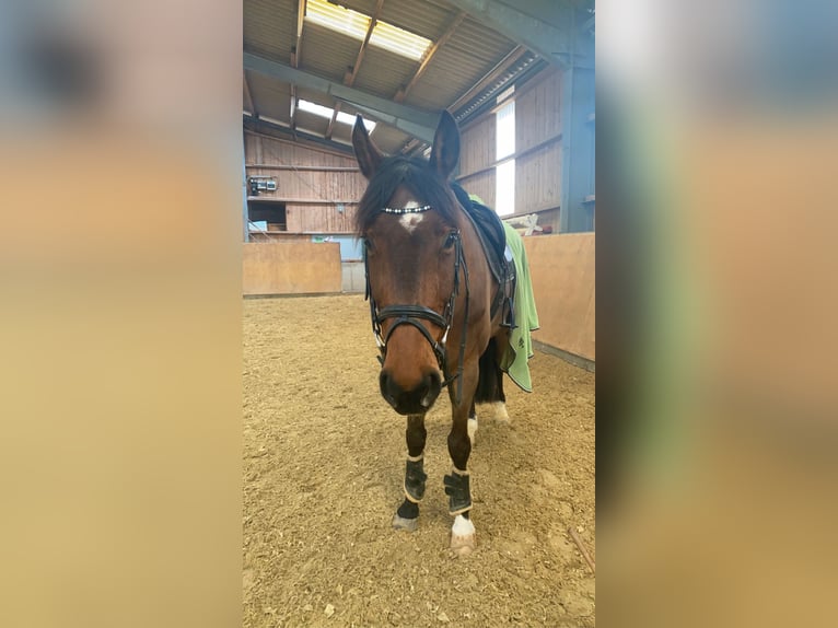 Westfalisk häst Valack 15 år 167 cm Brun in Diemelsee