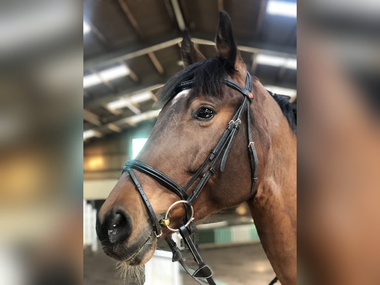 Westfalisk häst Valack 15 år 167 cm Brun in Diemelsee