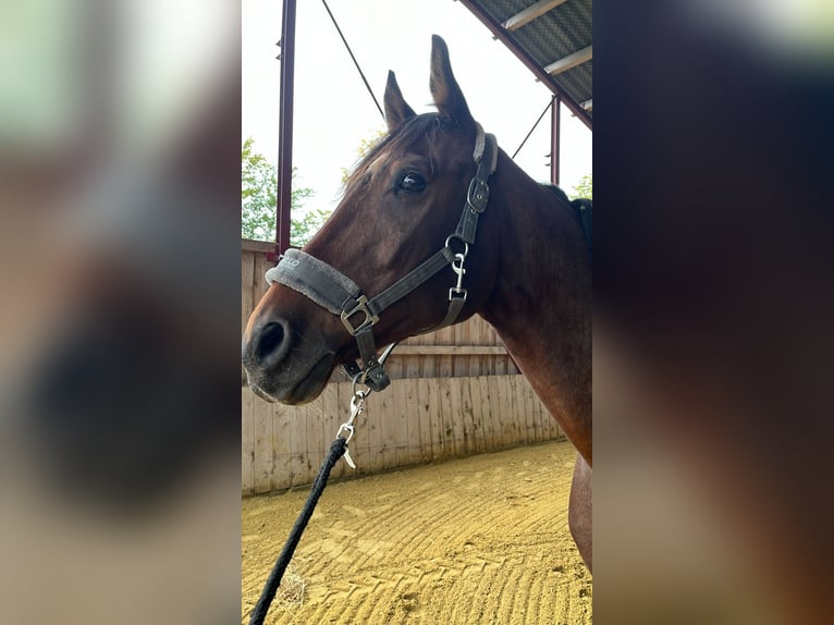 Westfalisk häst Valack 15 år 167 cm Brun in Diemelsee