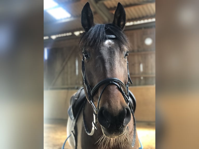 Westfalisk häst Valack 15 år 167 cm Brun in Diemelsee