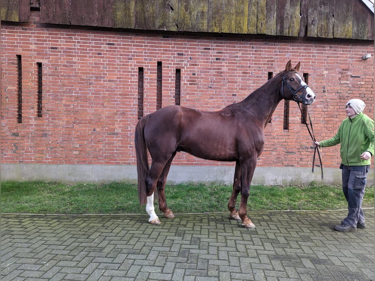 Westfalisk häst Valack 15 år 173 cm Fux in Isterberg