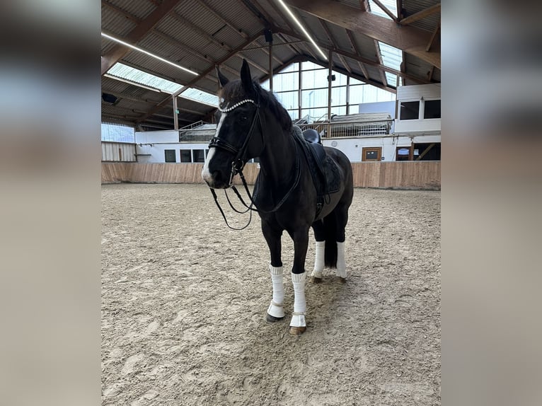 Westfalisk häst Valack 16 år 171 cm Svart in Guxhagen