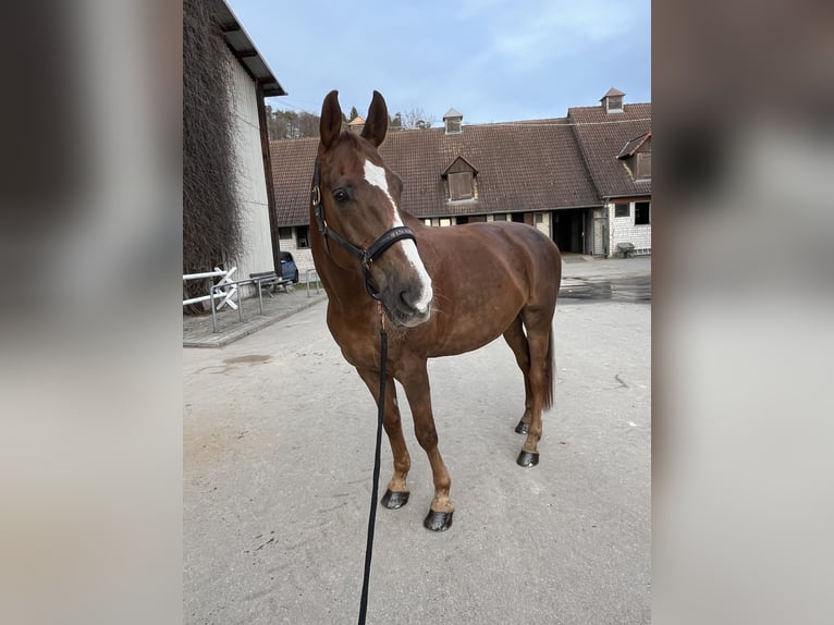 Westfalisk häst Valack 17 år 178 cm fux in Sindelfingen
