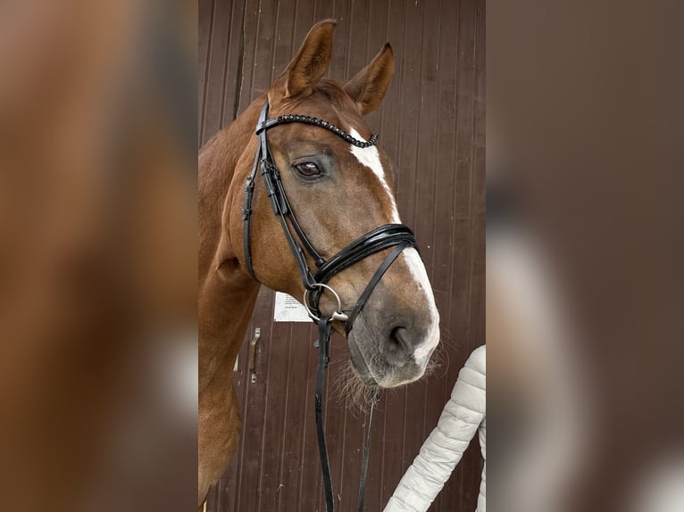 Westfalisk häst Valack 17 år 178 cm fux in Sindelfingen