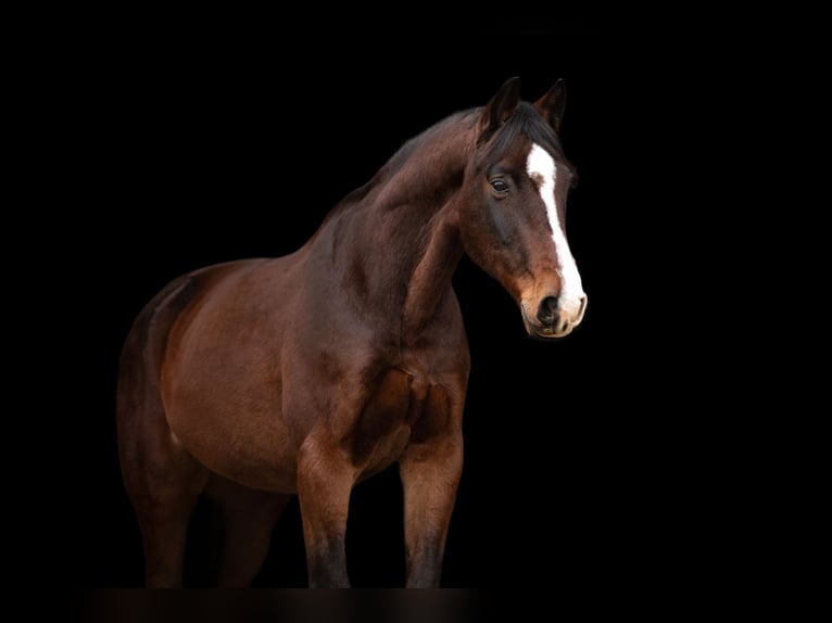Westfalisk häst Valack 18 år 164 cm Brun in Lüchow