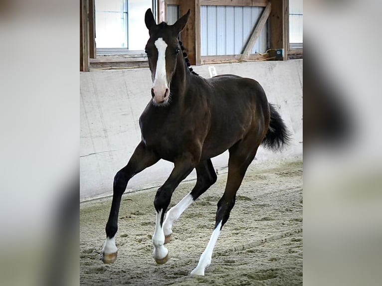 Westfalisk häst Valack 1 år 168 cm Mörkbrun in Cashion